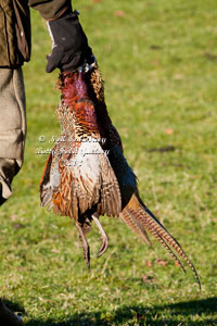 Pheasant Shoot Photography by Betty Fold Gallery